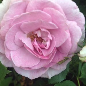 Meet your Posher, Rebecca